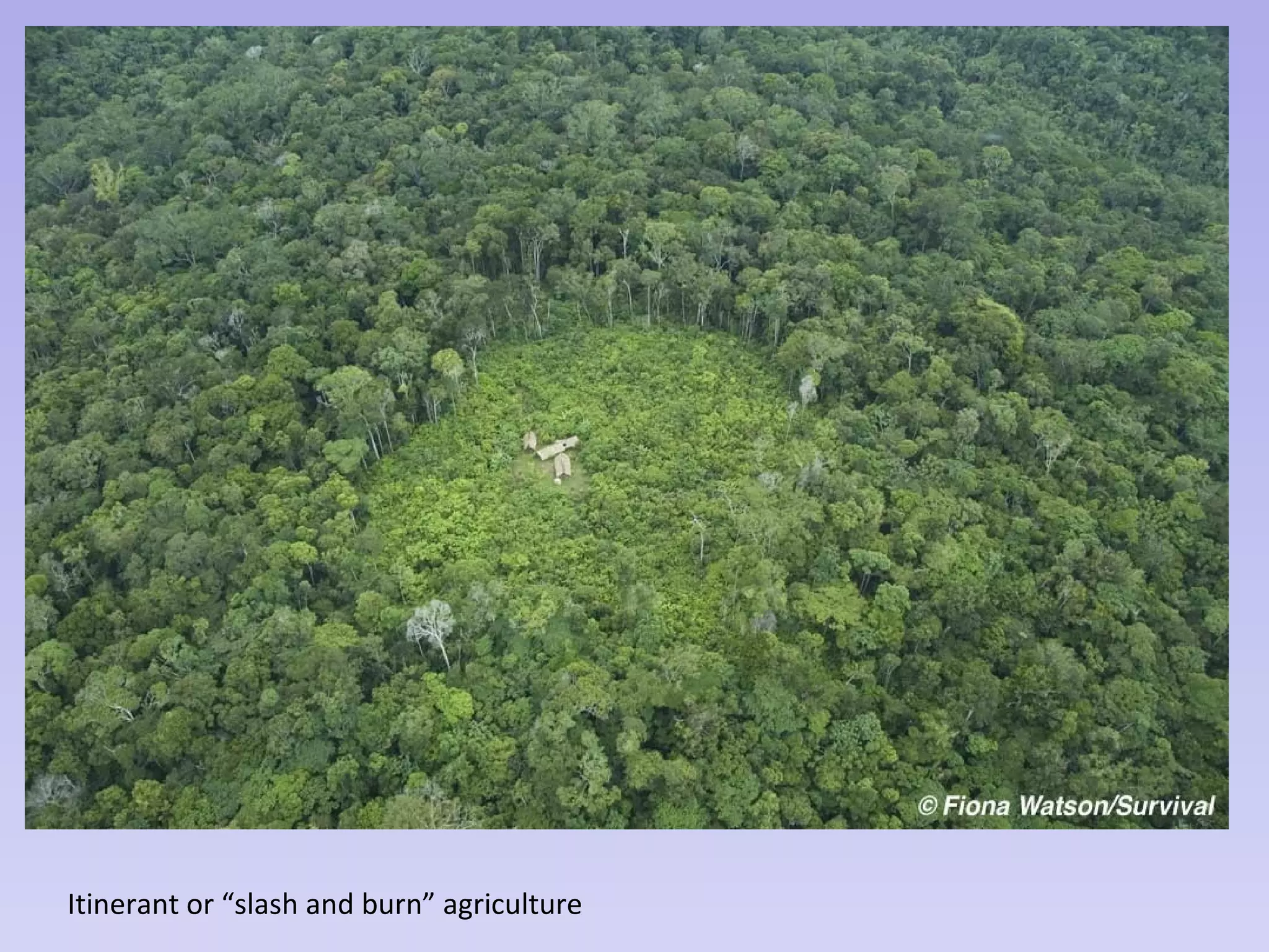Itinerant or “slash and burn” agriculture
 