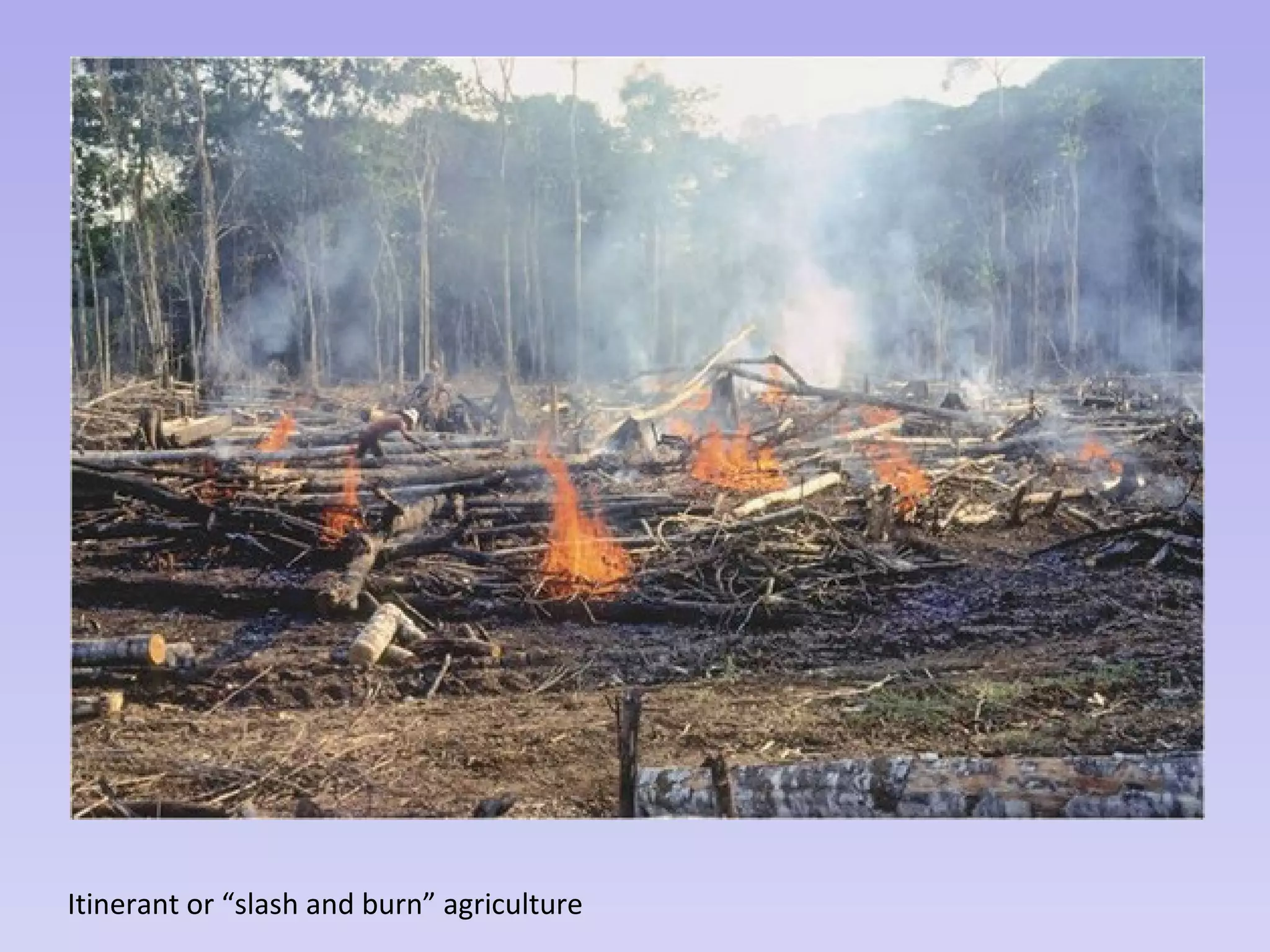 Itinerant or “slash and burn” agriculture
 