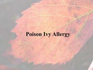 Poison Ivy Allergy
 