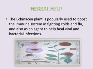 • The Echinacea plant is popularly used to boost 
the immune system in fighting colds and flu, 
and also as an agent to help heal viral and 
bacterial infections. 
 