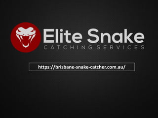 https://brisbane-snake-catcher.com.au/
 