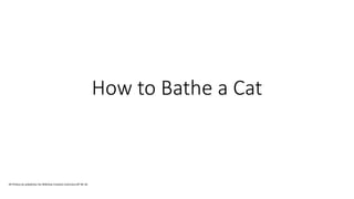 How to Bathe a Cat 
All Photos by wikiphoto Via Wikihow Creative Commons BY NC SA 
 