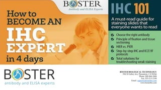 BOSTER BIOLOGICAL TECHNOLOGY
3942 B Valley Ave, Pleasanton, CA 94566
Phone: 888-466-3604
Fax: 925-215-2184
Email: support@bosterbio.com
www.bosterbio.com
 