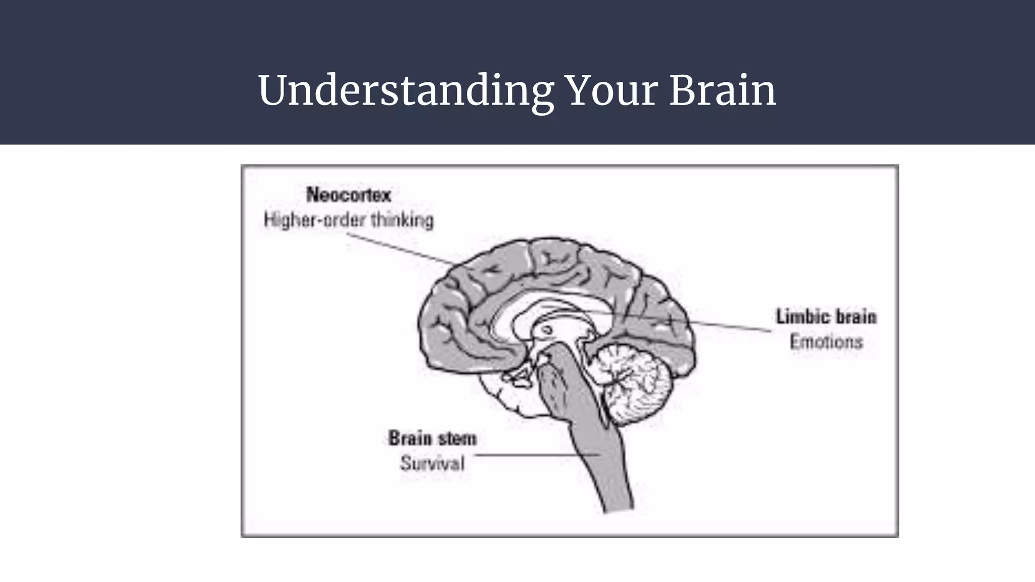 Understanding Your Brain
 