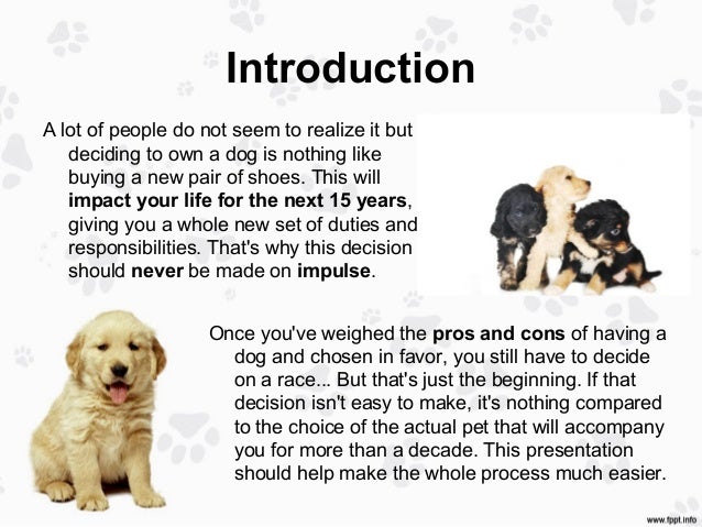 golden retriever pros and cons how to best choose a golden retriever puppy golden retriever pros and cons how to best choose a golden retriever puppy