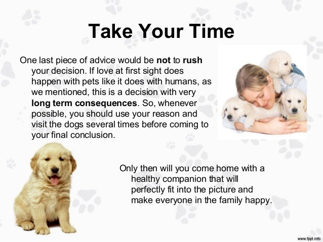 golden retriever acting lethargic how to best choose a golden retriever puppy golden retriever acting lethargic how to best choose a golden retriever puppy