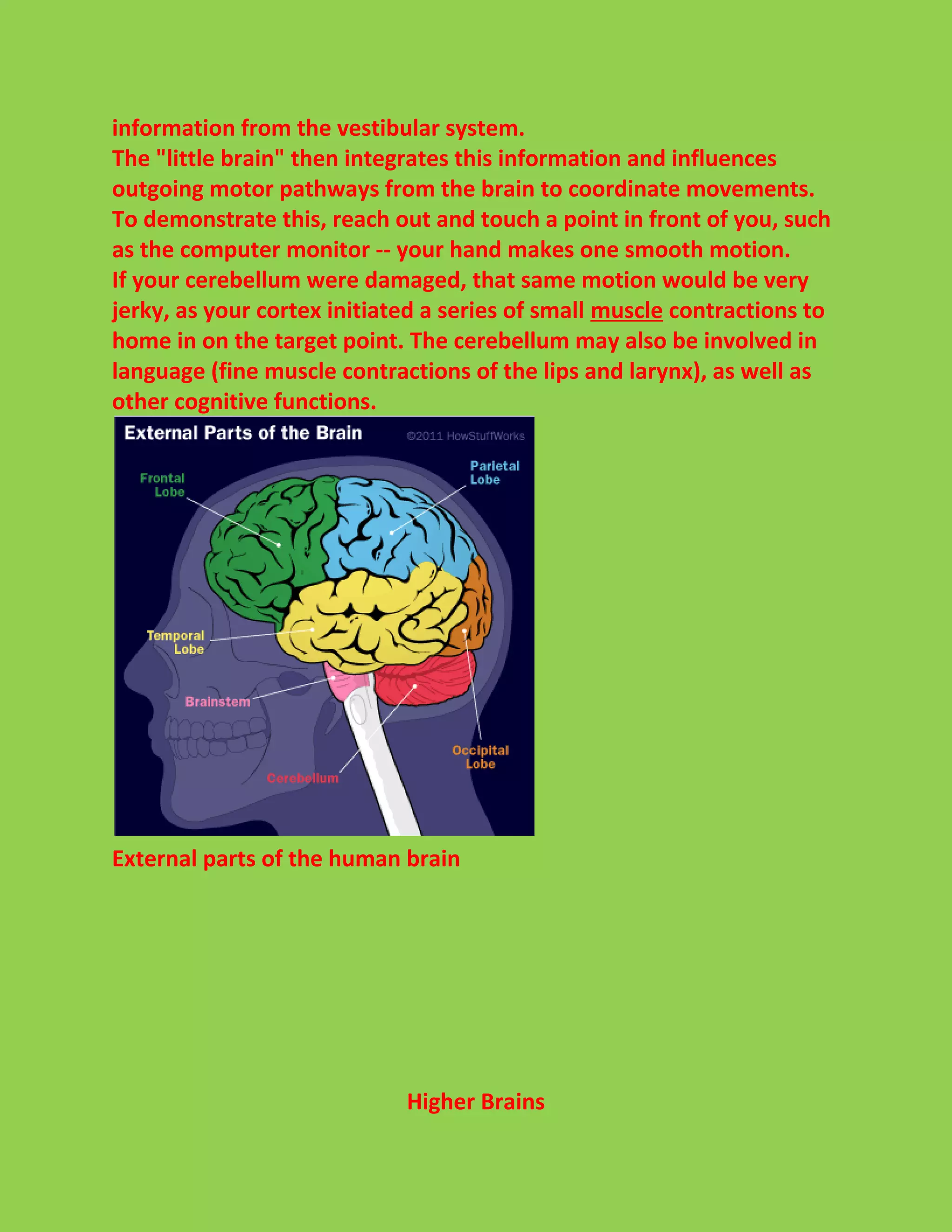 information from the vestibular system. 
The "little brain" then integrates this information and influences 
outgoing motor pathways from the brain to coordinate movements. 
To demonstrate this, reach out and touch a point in front of you, such 
as the computer monitor -- your hand makes one smooth motion. 
If your cerebellum were damaged, that same motion would be very 
jerky, as your cortex initiated a series of small muscle contractions to 
home in on the target point. The cerebellum may also be involved in 
language (fine muscle contractions of the lips and larynx), as well as 
other cognitive functions. 
External parts of the human brain 
Higher Brains 
 