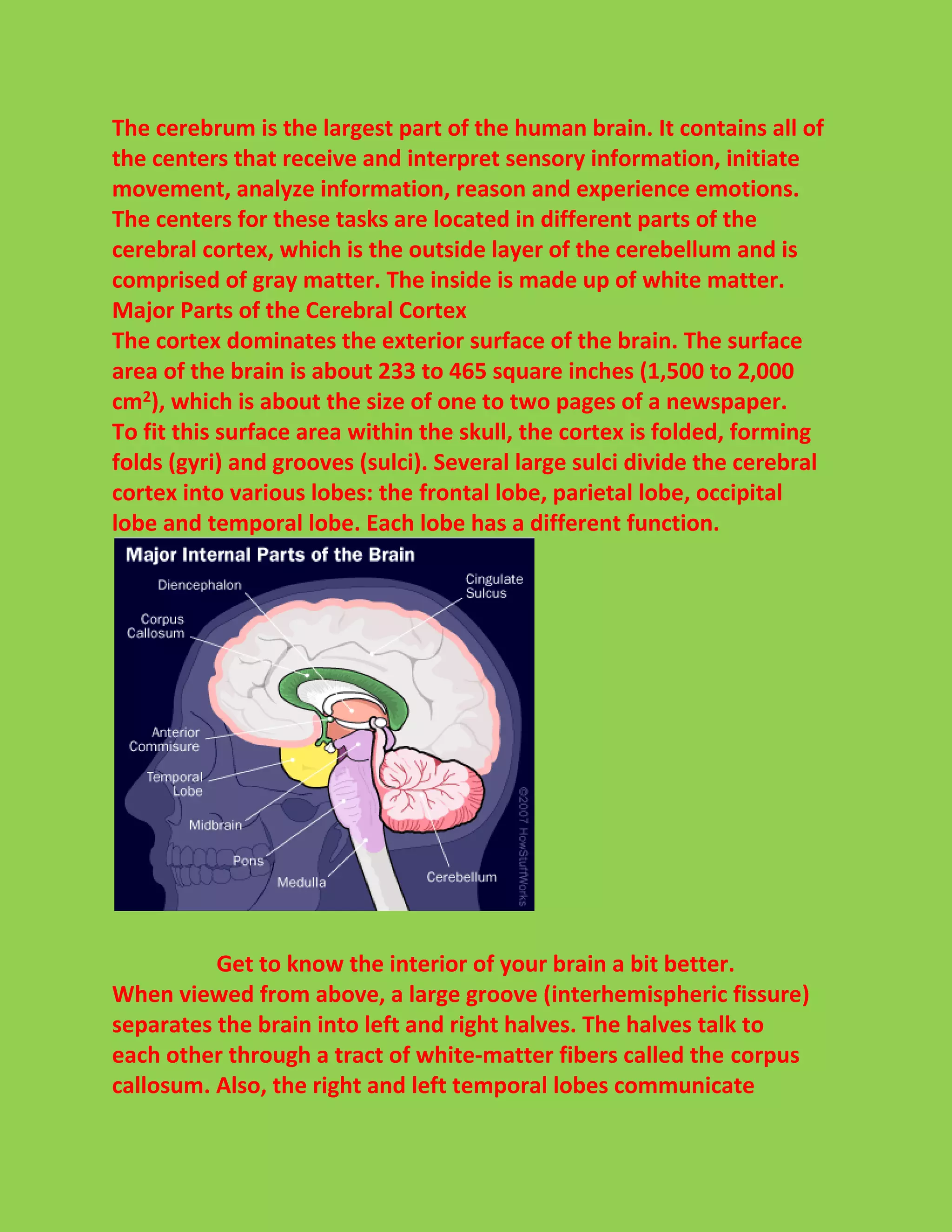 The cerebrum is the largest part of the human brain. It contains all of 
the centers that receive and interpret sensory information, initiate 
movement, analyze information, reason and experience emotions. 
The centers for these tasks are located in different parts of the 
cerebral cortex, which is the outside layer of the cerebellum and is 
comprised of gray matter. The inside is made up of white matter. 
Major Parts of the Cerebral Cortex 
The cortex dominates the exterior surface of the brain. The surface 
area of the brain is about 233 to 465 square inches (1,500 to 2,000 
cm2), which is about the size of one to two pages of a newspaper. 
To fit this surface area within the skull, the cortex is folded, forming 
folds (gyri) and grooves (sulci). Several large sulci divide the cerebral 
cortex into various lobes: the frontal lobe, parietal lobe, occipital 
lobe and temporal lobe. Each lobe has a different function. 
Get to know the interior of your brain a bit better. 
When viewed from above, a large groove (interhemispheric fissure) 
separates the brain into left and right halves. The halves talk to 
each other through a tract of white-matter fibers called the corpus 
callosum. Also, the right and left temporal lobes communicate 
 