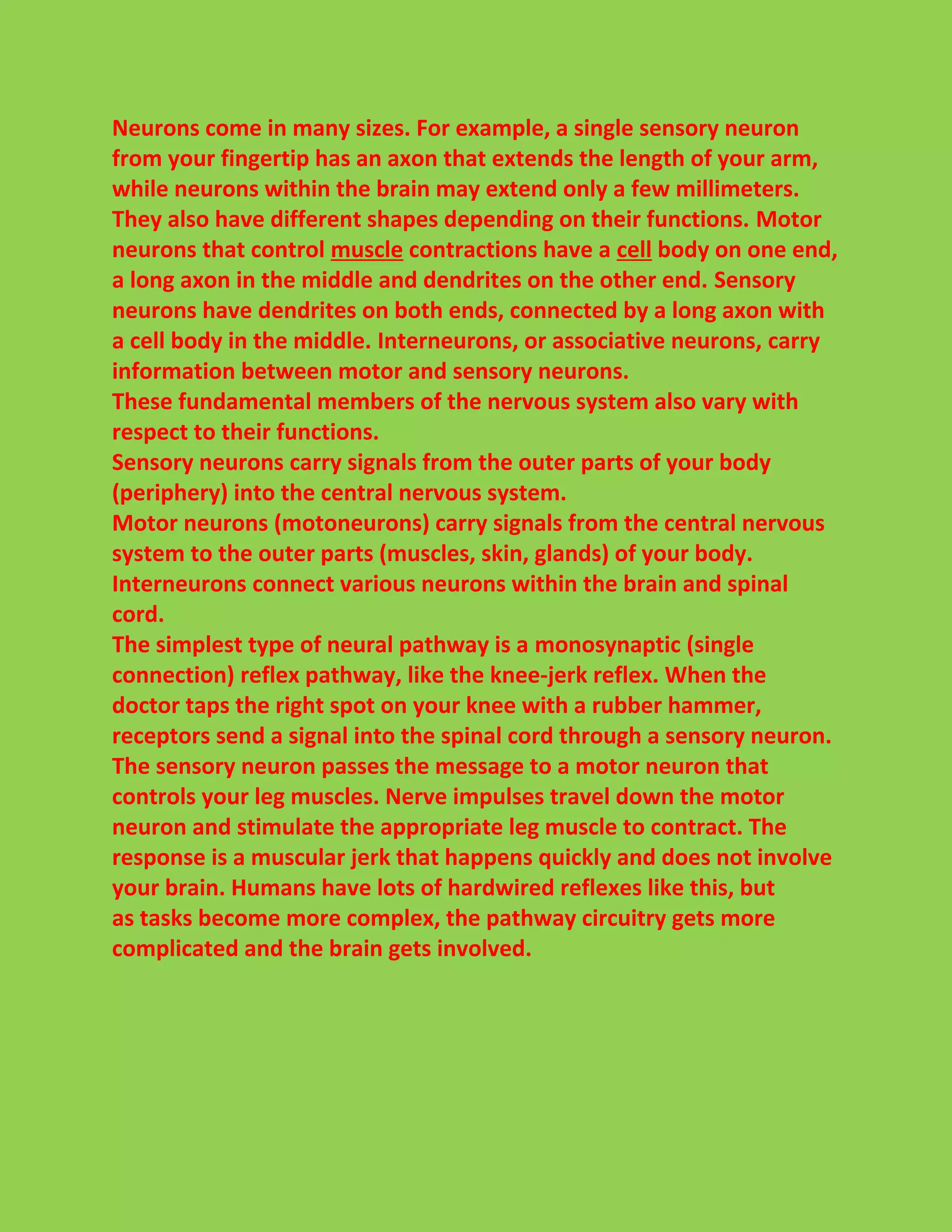 Neurons come in many sizes. For example, a single sensory neuron 
from your fingertip has an axon that extends the length of your arm, 
while neurons within the brain may extend only a few millimeters. 
They also have different shapes depending on their functions. Motor 
neurons that control muscle contractions have a cell body on one end, 
a long axon in the middle and dendrites on the other end. Sensory 
neurons have dendrites on both ends, connected by a long axon with 
a cell body in the middle. Interneurons, or associative neurons, carry 
information between motor and sensory neurons. 
These fundamental members of the nervous system also vary with 
respect to their functions. 
Sensory neurons carry signals from the outer parts of your body 
(periphery) into the central nervous system. 
Motor neurons (motoneurons) carry signals from the central nervous 
system to the outer parts (muscles, skin, glands) of your body. 
Interneurons connect various neurons within the brain and spinal 
cord. 
The simplest type of neural pathway is a monosynaptic (single 
connection) reflex pathway, like the knee-jerk reflex. When the 
doctor taps the right spot on your knee with a rubber hammer, 
receptors send a signal into the spinal cord through a sensory neuron. 
The sensory neuron passes the message to a motor neuron that 
controls your leg muscles. Nerve impulses travel down the motor 
neuron and stimulate the appropriate leg muscle to contract. The 
response is a muscular jerk that happens quickly and does not involve 
your brain. Humans have lots of hardwired reflexes like this, but 
as tasks become more complex, the pathway circuitry gets more 
complicated and the brain gets involved. 
 