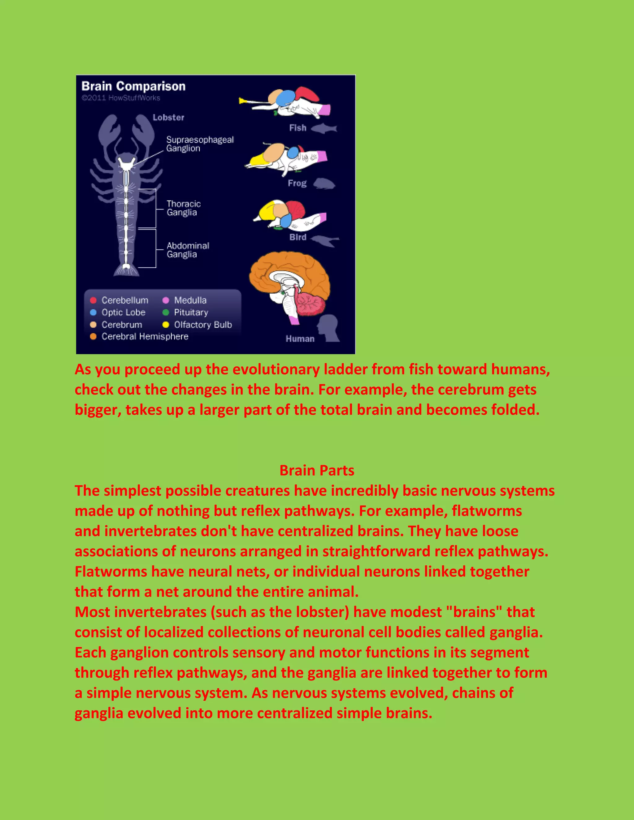 As you proceed up the evolutionary ladder from fish toward humans, 
check out the changes in the brain. For example, the cerebrum gets 
bigger, takes up a larger part of the total brain and becomes folded. 
Brain Parts 
The simplest possible creatures have incredibly basic nervous systems 
made up of nothing but reflex pathways. For example, flatworms 
and invertebrates don't have centralized brains. They have loose 
associations of neurons arranged in straightforward reflex pathways. 
Flatworms have neural nets, or individual neurons linked together 
that form a net around the entire animal. 
Most invertebrates (such as the lobster) have modest "brains" that 
consist of localized collections of neuronal cell bodies called ganglia. 
Each ganglion controls sensory and motor functions in its segment 
through reflex pathways, and the ganglia are linked together to form 
a simple nervous system. As nervous systems evolved, chains of 
ganglia evolved into more centralized simple brains. 
 