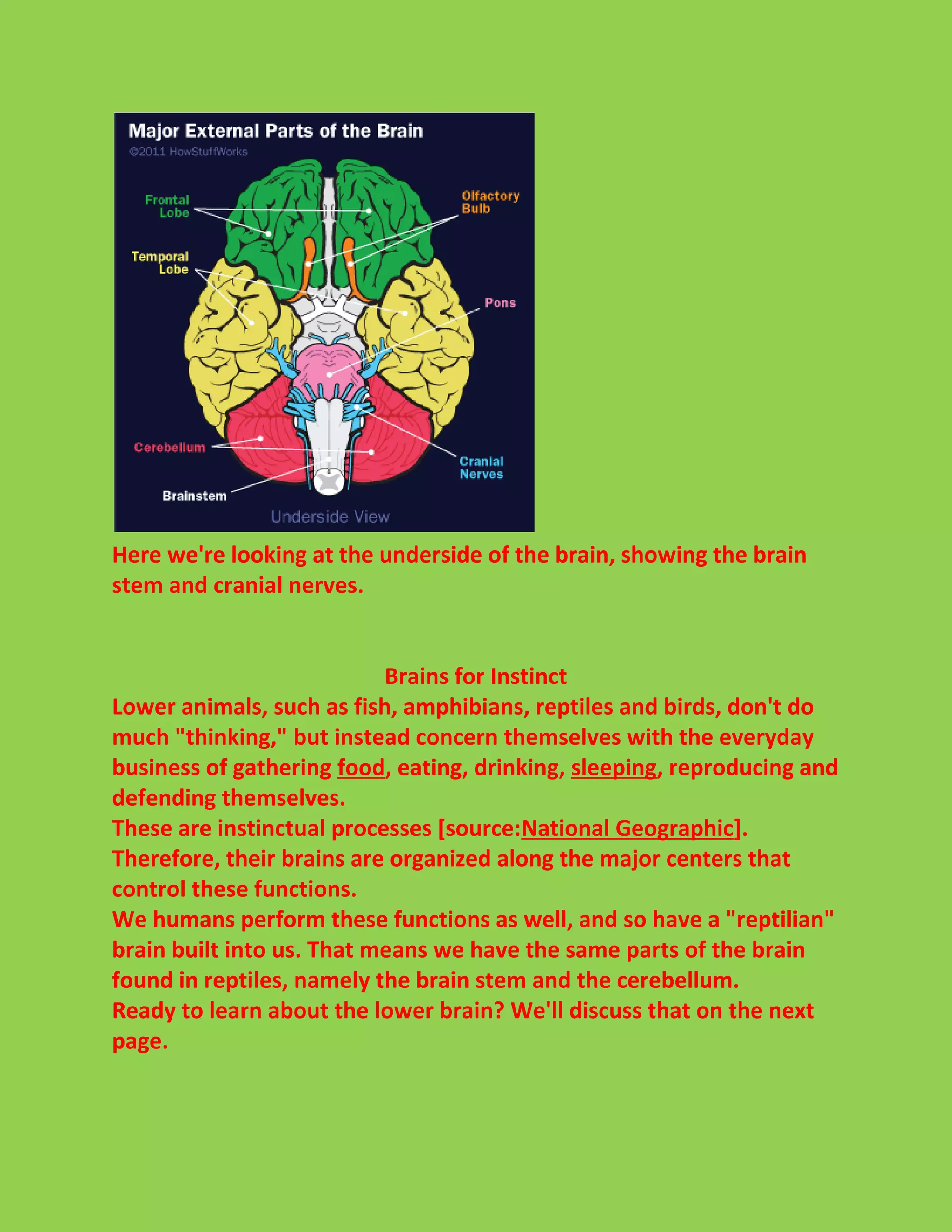 Here we're looking at the underside of the brain, showing the brain 
stem and cranial nerves. 
Brains for Instinct 
Lower animals, such as fish, amphibians, reptiles and birds, don't do 
much "thinking," but instead concern themselves with the everyday 
business of gathering food, eating, drinking, sleeping, reproducing and 
defending themselves. 
These are instinctual processes [source:National Geographic]. 
Therefore, their brains are organized along the major centers that 
control these functions. 
We humans perform these functions as well, and so have a "reptilian" 
brain built into us. That means we have the same parts of the brain 
found in reptiles, namely the brain stem and the cerebellum. 
Ready to learn about the lower brain? We'll discuss that on the next 
page. 
 