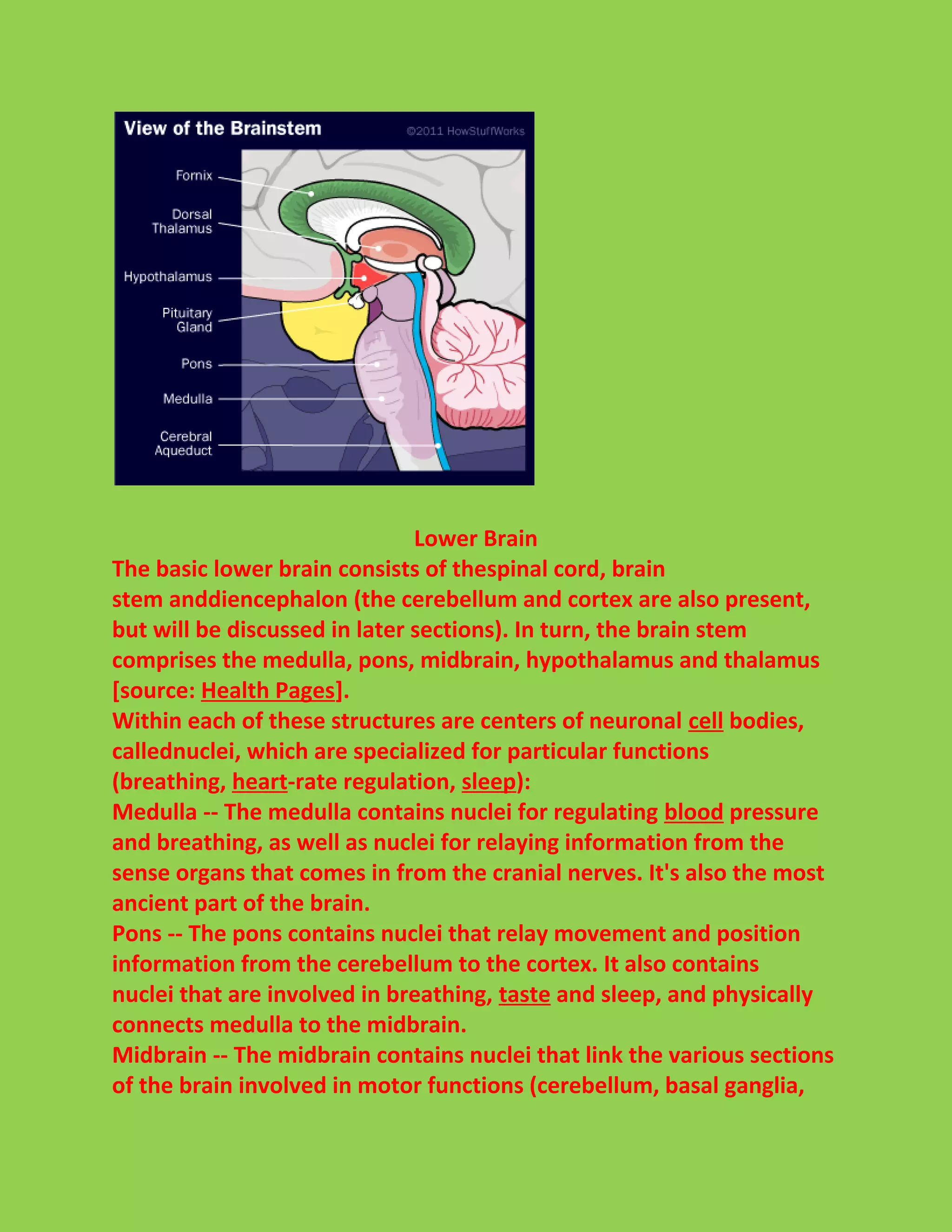 Lower Brain 
The basic lower brain consists of thespinal cord, brain 
stem anddiencephalon (the cerebellum and cortex are also present, 
but will be discussed in later sections). In turn, the brain stem 
comprises the medulla, pons, midbrain, hypothalamus and thalamus 
[source: Health Pages]. 
Within each of these structures are centers of neuronal cell bodies, 
callednuclei, which are specialized for particular functions 
(breathing, heart-rate regulation, sleep): 
Medulla -- The medulla contains nuclei for regulating blood pressure 
and breathing, as well as nuclei for relaying information from the 
sense organs that comes in from the cranial nerves. It's also the most 
ancient part of the brain. 
Pons -- The pons contains nuclei that relay movement and position 
information from the cerebellum to the cortex. It also contains 
nuclei that are involved in breathing, taste and sleep, and physically 
connects medulla to the midbrain. 
Midbrain -- The midbrain contains nuclei that link the various sections 
of the brain involved in motor functions (cerebellum, basal ganglia, 
 