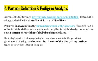 4. Partner Selection & Pedigree Analysis
A reputable dog breeder never breeds two dogs because of intuition. Instead, it is
a long period filled with studies of dozens of bloodlines.
Pedigree analysis means the thorough research of the ancestors of a given dog in
order to establish their weaknesses and strengths; to establish whether or not we
spot a pattern or repetition of desirable characteristics.
By seeing wanted traits appearing over and over again in the previous
generations of a dog, you increase the chances of this dog passing on these
traits to your next litter of puppies.
 