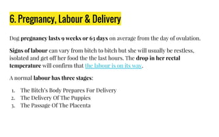 6. Pregnancy, Labour & Delivery
Dog pregnancy lasts 9 weeks or 63 days on average from the day of ovulation.
Signs of labour can vary from bitch to bitch but she will usually be restless,
isolated and get off her food the the last hours. The drop in her rectal
temperature will confirm that the labour is on its way.
A normal labour has three stages:
1. The Bitch’s Body Prepares For Delivery
2. The Delivery Of The Puppies
3. The Passage Of The Placenta
 