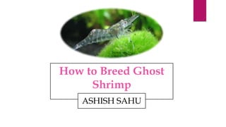 How to Breed Ghost
Shrimp
ASHISH SAHU
 