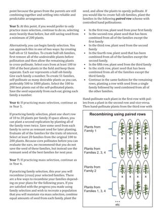 How to breed organic sweet corn | PDF