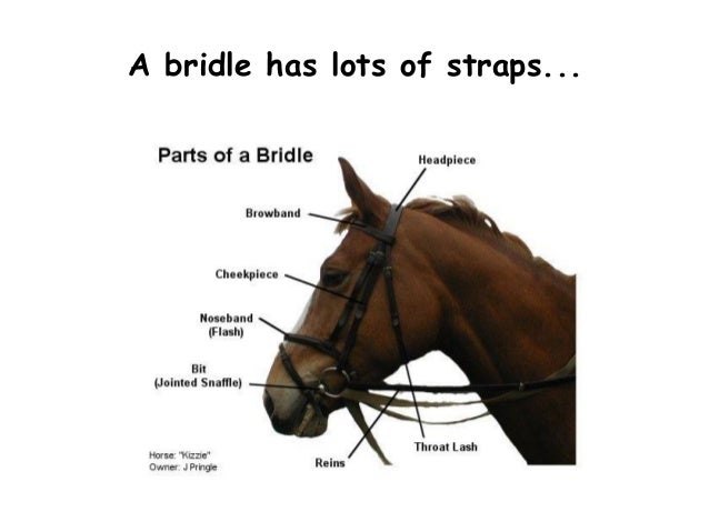 How To Bridle A Horse Presentation By Gail Seekamp June 2015