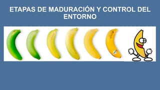 ETAPAS DE MADURACIÓN Y CONTROL DEL
ENTORNO
 