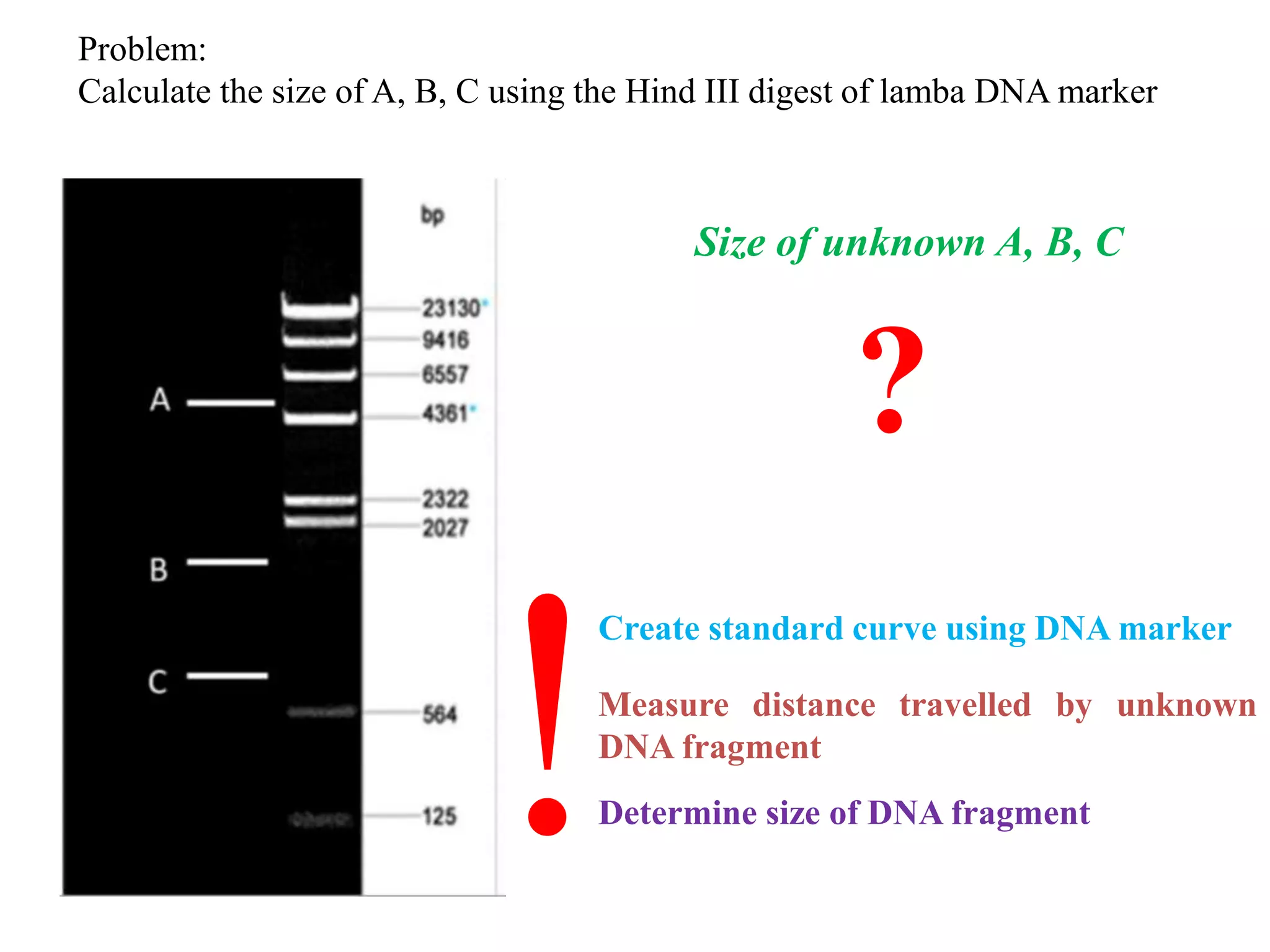 How to calculate the size of DNA fragments using unknown marker length ...
