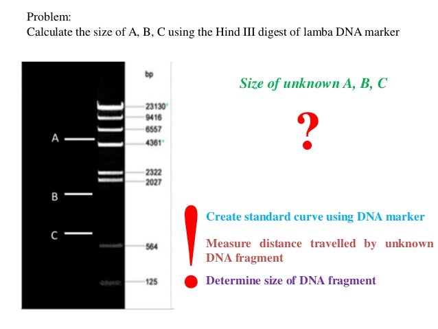 How to calculate the size of DNA fragments using unknown marker length