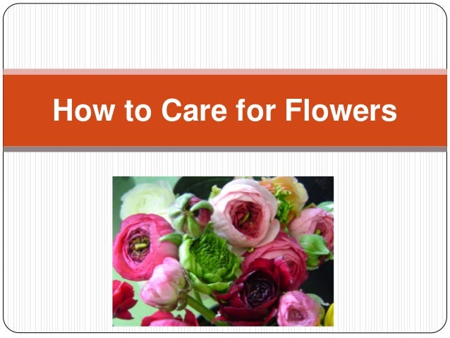 how to care for flowers speaking roses how to care for flowers speaking roses