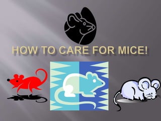 How to care for mice!
