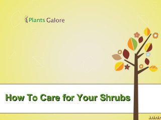How To Care for Your ShrubsHow To Care for Your Shrubs
 