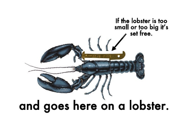 How To Catch A Lobster