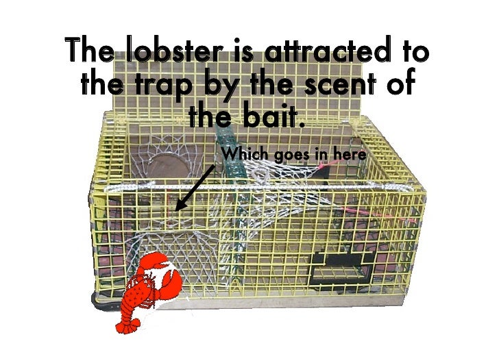 How To Catch A Lobster