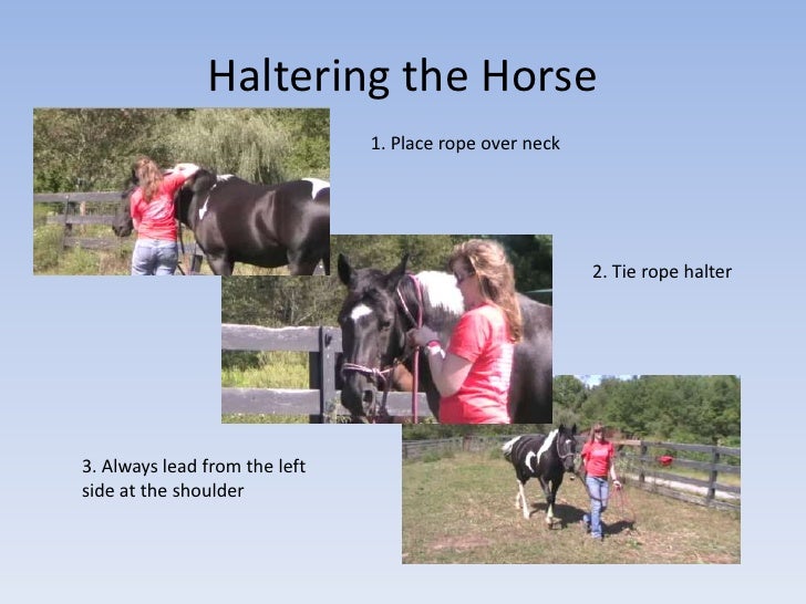 lead haltering deworm