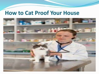 How to Cat Proof Your House
 