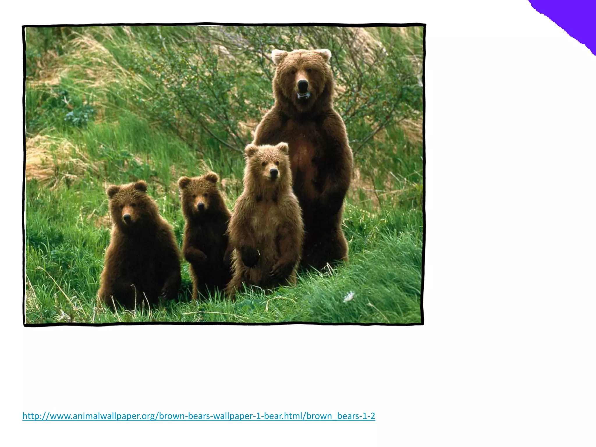 http://www.animalwallpaper.org/brown-bears-wallpaper-1-bear.html/brown_bears-1-2
 
