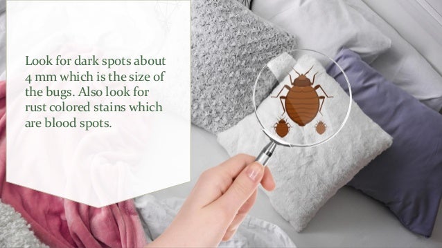 how to check for bed bugs