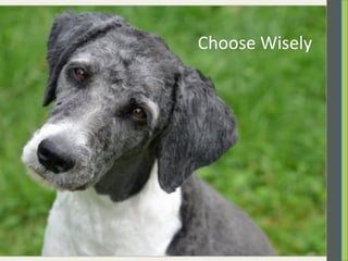 dollar store dog shampoo