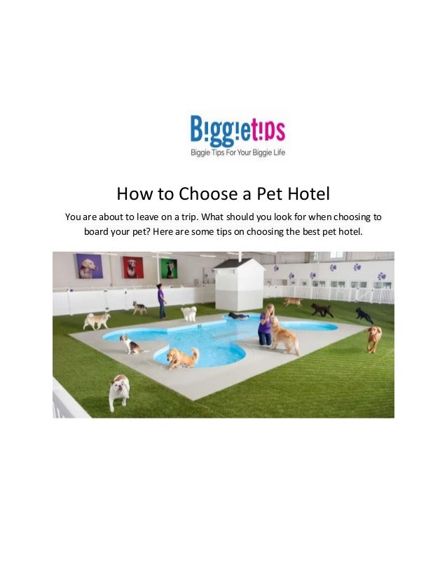 How to choose a pet hotel