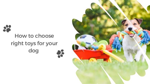 How to choose
right toys for your
dog
 