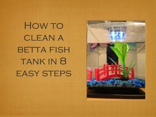 How to 
clean a 
betta fish 
tank in 8 
easy steps 
 