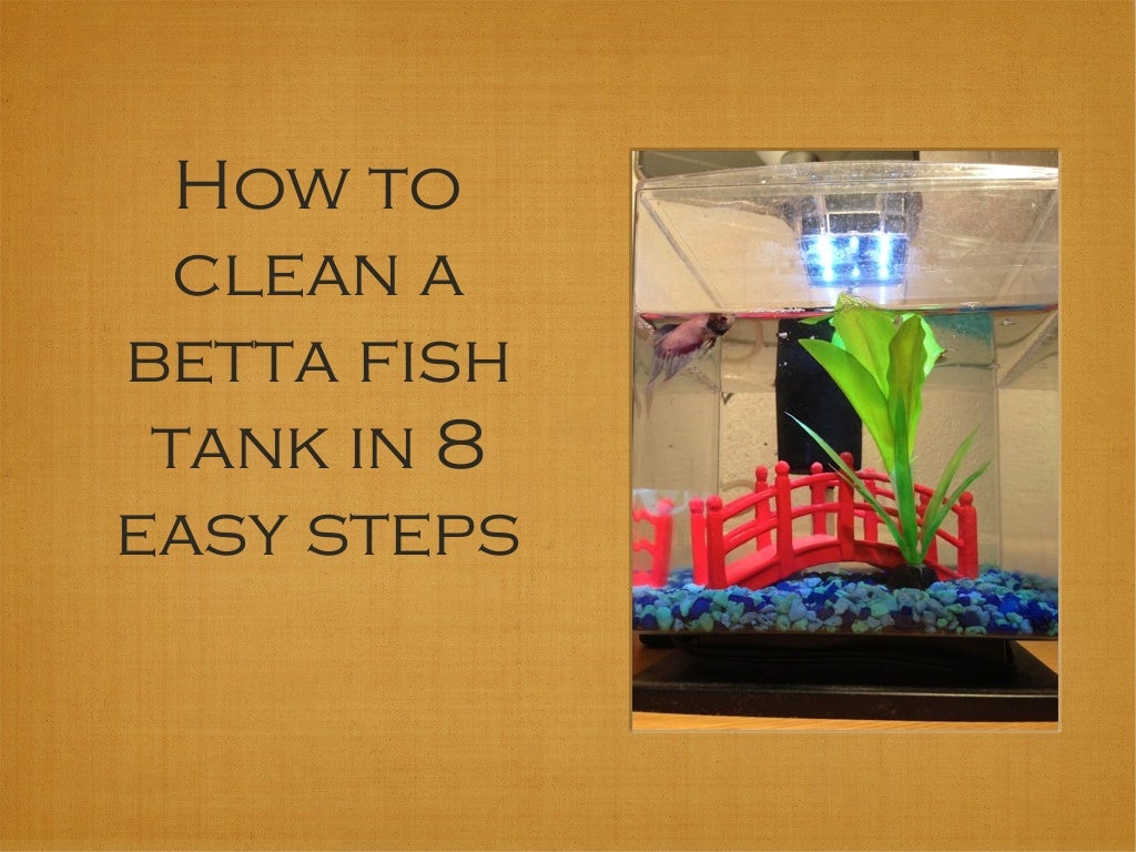 How to Clean Your Betta Fish Tank