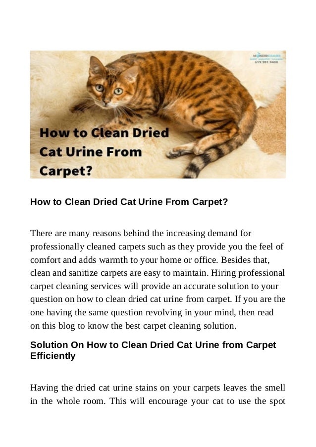 How to clean dried cat urine from carpet?