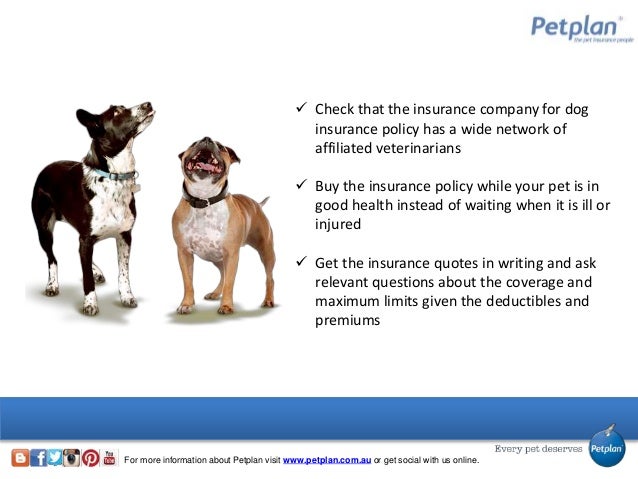 How to compare dog insurance quotes