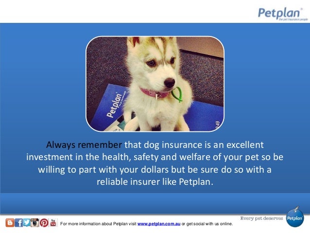 How to compare dog insurance quotes