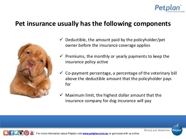 How to compare dog insurance quotes