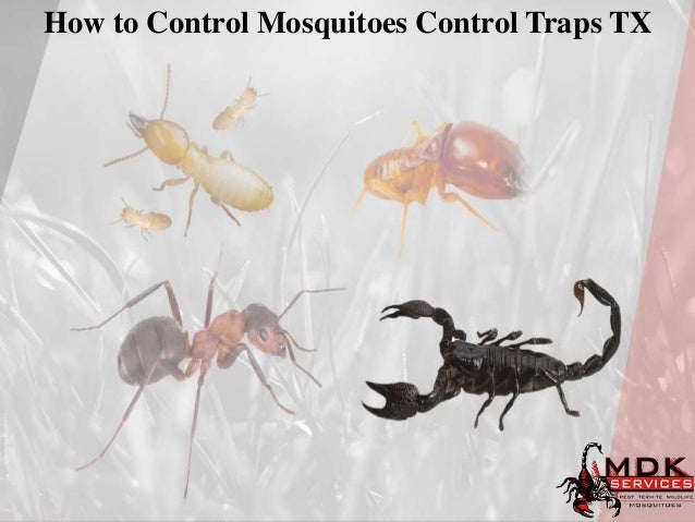 How to Control Mosquitoes Control Traps TX
 