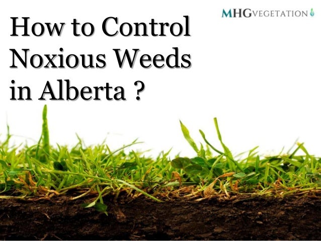 how-to-control-noxious-weeds-in-alberta-