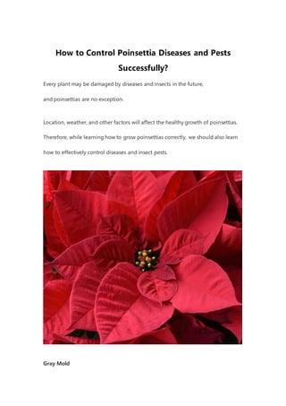 How to Control Poinsettia Diseases and Pests
Successfully?
Every plant may be damaged by diseases and insects in the future,
and poinsettias are no exception.
Location, weather, and other factors will affect the healthy growth of poinsettias.
Therefore, while learning how to grow poinsettias correctly, we should also learn
how to effectively control diseases and insect pests.
Gray Mold
 