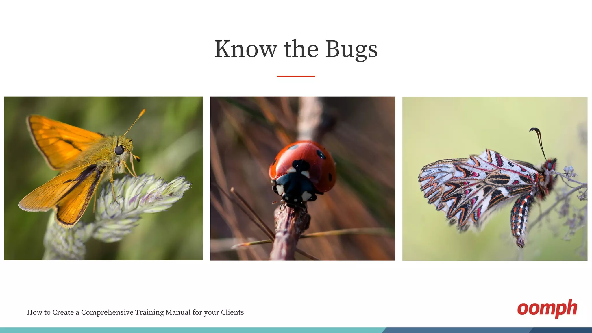 How to Create a Comprehensive Training Manual for your Clients
Know the Bugs
 