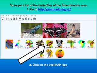 So to get a list of the butterflies of the Bloemfontein area: 
1. Go to http://vmus.adu.org.za/ 
2. Click on the LepiMAP logo 
 