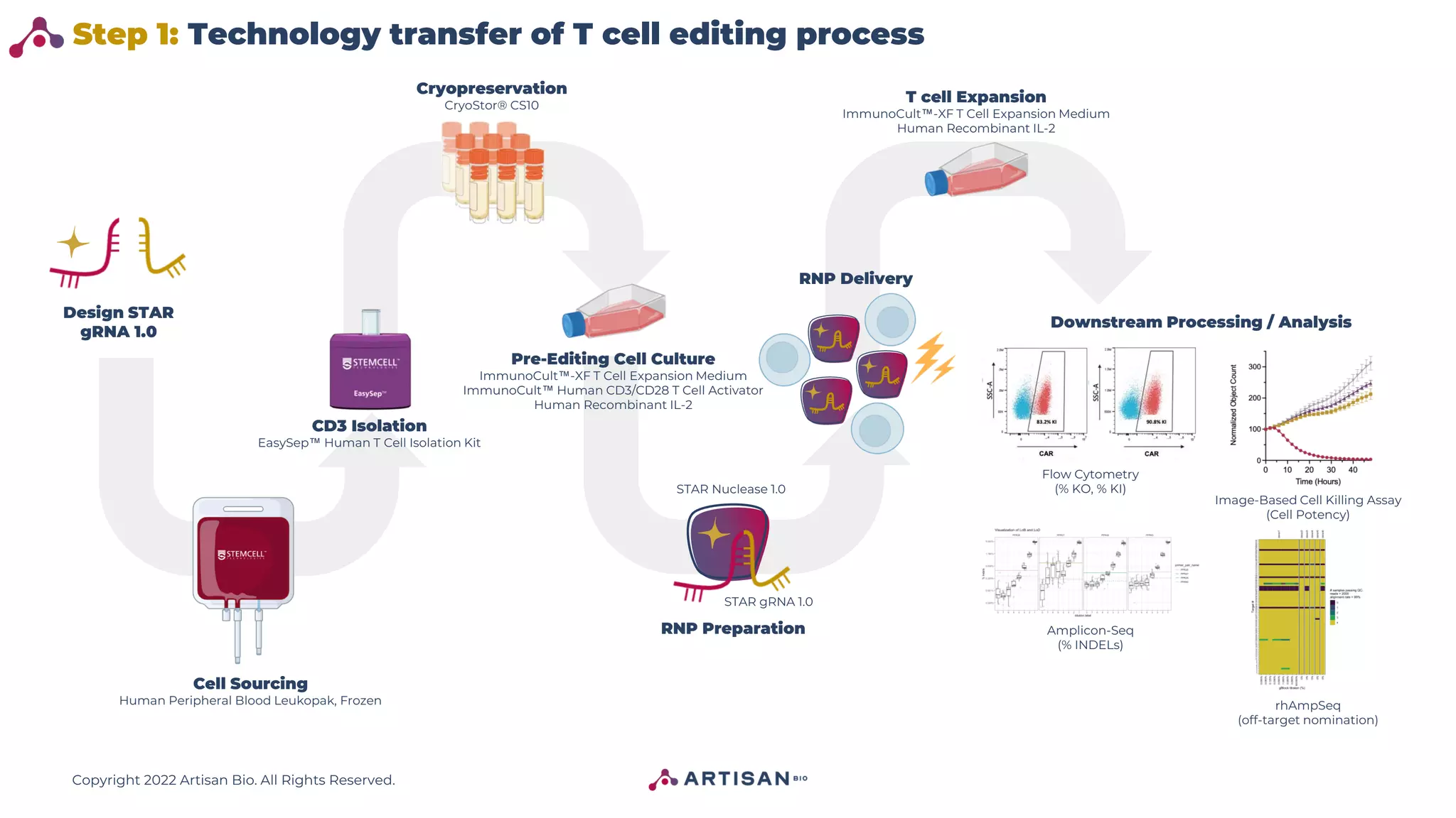 Copyright 2022 Artisan Bio. All Rights Reserved.
Step 1: Technology transfer of T cell editing process
RNP Delivery
RNP Preparation
STAR Nuclease 1.0
STAR gRNA 1.0
CD3 Isolation
EasySep™ Human T Cell Isolation Kit
Cell Sourcing
Human Peripheral Blood Leukopak, Frozen
Design STAR
gRNA 1.0
Pre-Editing Cell Culture
ImmunoCult™-XF T Cell Expansion Medium
ImmunoCult™ Human CD3/CD28 T Cell Activator
Human Recombinant IL-2
Cryopreservation
CryoStor® CS10
T cell Expansion
ImmunoCult™-XF T Cell Expansion Medium
Human Recombinant IL-2
Downstream Processing / Analysis
Flow Cytometry
(% KO, % KI)
Image-Based Cell Killing Assay
(Cell Potency)
Amplicon-Seq
(% INDELs)
rhAmpSeq
(off-target nomination)
 