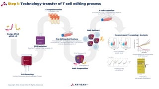How to Create CRISPR-Edited T Cells More Efficiently for Tomorrow's ...