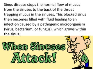 Sinus disease stops the normal flow of mucus
from the sinuses to the back of the throat
trapping mucus in the sinuses. This blocked sinus
then becomes filled with fluid leading to an
infection caused by a pathogenic microorganism
(virus, bacterium, or fungus), which grows within
the sinus.
 